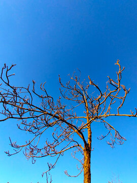 Bare pine tree branches (Pinus elliottii) against clear blue sky in sunlight