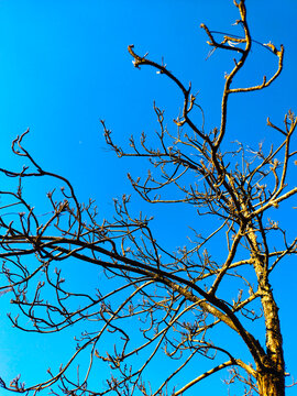 Bare pine tree branches (Pinus elliottii) against clear blue sky in sunlight