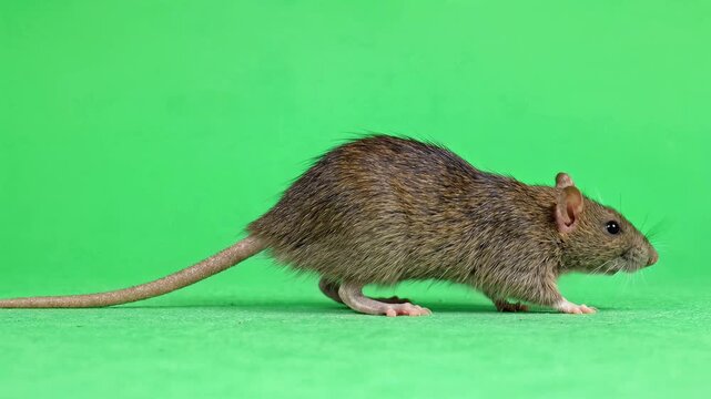 Brown Rat Scurrying Across Green Screen for Chroma Key Compositing