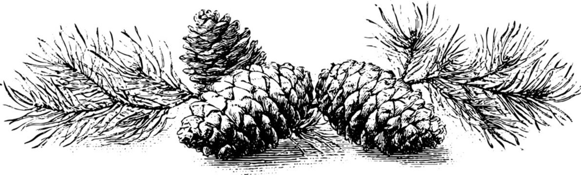 Vintage engraved decorative panel of pine cones and branches for winter holiday border and seasonal banner design or botanical decoration