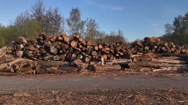 A large pile of cut timber logs rests stacked beside a paved road. The forestry supply of raw wood is stored outdoors