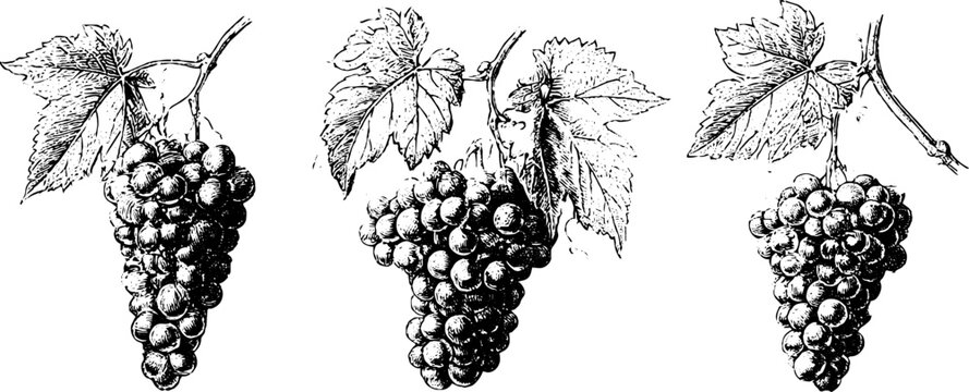 Vintage engraved grapevine with bunches and leaves ornamental border for background and label design and packaging