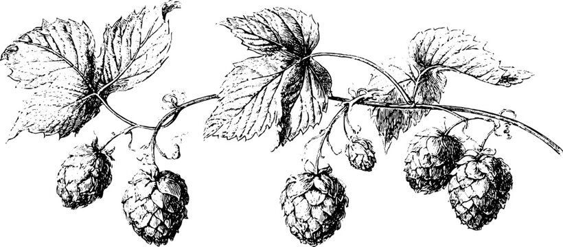 Vintage engraved hop bine branch with cones and leaves seamless pattern for label background and packaging design