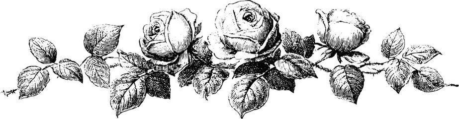 Obraz premium Ornamental engraved rose vine border with blooms and leaves for decorative header, divider, trim and classical design elements