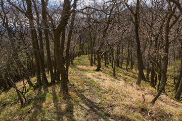 Fototapeta premium Spring Forest Path in Bohemian Central Highlands