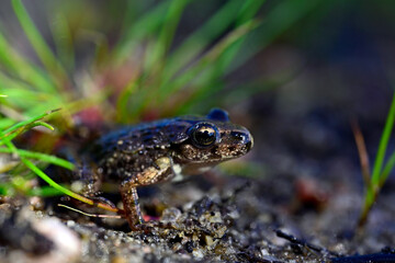 Naklejka premium juvenile Iberian painted frog // frisch metamorphosierter Iberischer Scheibenzüngler (Discoglossus galganoi) - Carrapateira, Algarve, Portugal