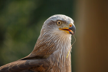 Fototapeta premium Closeup of Black Kite Bird Of Prey Head