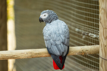 Gris du Gabon (Psittacus erithacus) posé sur une branche en bois, révélant les détails de son plumage caractéristique, son bec puissant et les traits distinctifs de ce perroquet africain. © InestDjo