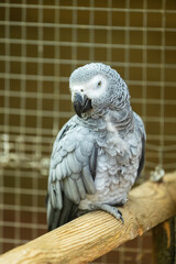 Portrait d'un Gris du Gabon perché sur une branche en bois, mettant en valeur les détails raffinés de son plumage gris, son regard expressif et les caractéristiques uniques de ce perroquet africain. © InestDjo