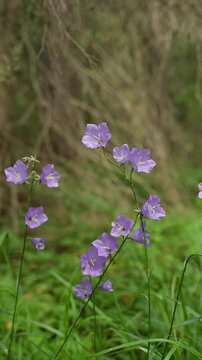 Wild violet bellflowers growing in a summer meadow and blowing softly in the light breeze
