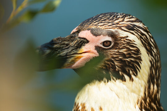 Portrait d'un manchot mettant en lumi&egrave;re son regard captivant, son plumage caract&eacute;ristique et la beaut&eacute; de cet oiseau marin.