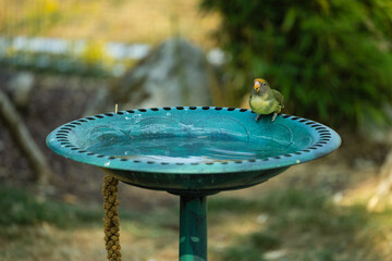 Perruche ondulée (Melopsittacus undulatus) perchée au bord d'un abreuvoir, capturée dans un moment naturel de repos et d'hydratation. © InestDjo
