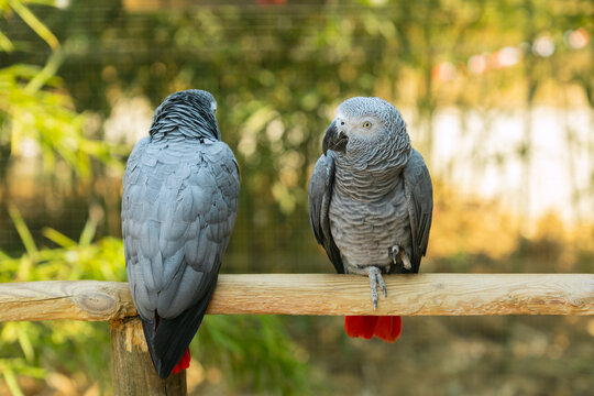 Discussion entre deux Gris du Gabon (Psittacus erithacus) perch&eacute;s sur une branche en bois dans la voli&egrave;re d'un parc animalier, illustrant leur communication et leurs interactions sociales.