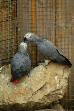 Couple de Gris du Gabon (Psittacus erithacus) perch&eacute;s sur un rocher dans la voli&egrave;re d'un parc animalier, mettant en valeur leur &eacute;l&eacute;gant plumage gris, leur queue rouge vif et leur comportement social.