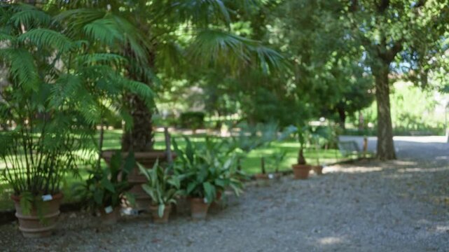 Blurred botanical scene with soft bokeh and shallow focus on potted plants and trees garden; background backplate copyspace calm.
