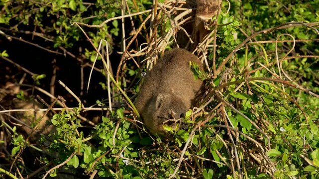 Wildlife video of a rock hyrax (Procavia capensis), also known as a Cape hyrax or dassie, sitting in a tree and feeding on vegetation at Boulders Beach near Simon's Town, South Africa