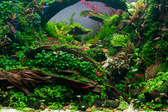 Vibrant planted aquarium with lush aquatic plants, driftwood, red shrimp, and small freshwater fish in a natural underwater aquascape