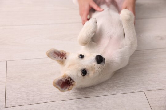 Cute puppy playing with owner at home, closeup