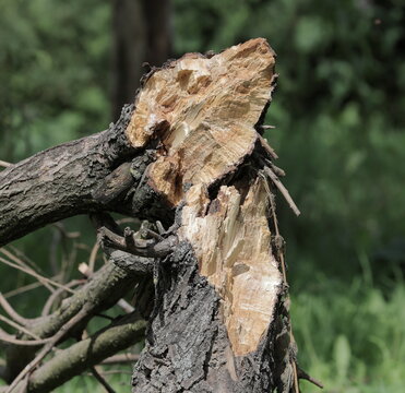 The fracture site of a dry tree trunk