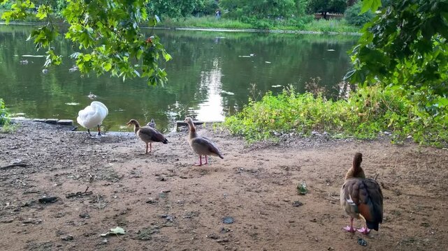 Group of waterfowl including a white swan and several ducks foraging along the sandy bank of a tranquil pond surrounded by lush greenery and calm water