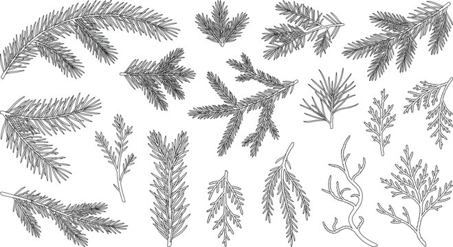 Hand drawn evergreen pine branch and conifer needle line art vector set for winter holiday design
