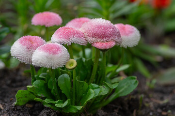 Bellis perennis pink pompon flowers blooming in spring garden © Iva