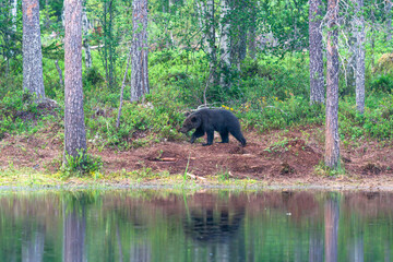 Small brown bear cub (Ursus arctos) in a forest in Finland - selective focus © beataaldridge