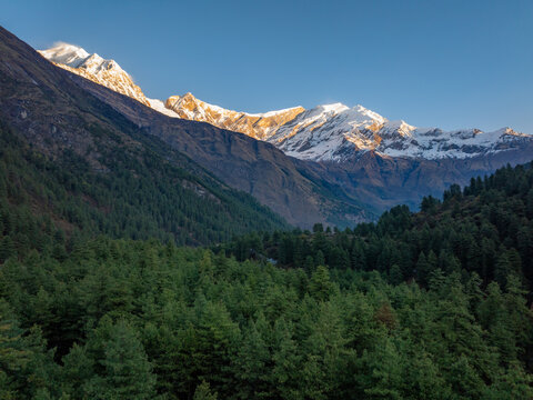 Aerial view of snow-capped Himalayan peaks illuminated by golden hour light, rising above a dense evergreen pine forest in the mountains of Nepal.