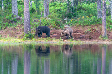 Two small brown bear cubs (Ursus arctos) in a forest in Finland - selective focus © beataaldridge