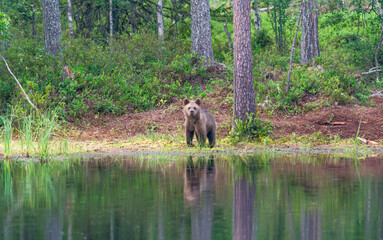 Small brown bear cub (Ursus arctos) in a forest in Finland - selective focus © beataaldridge