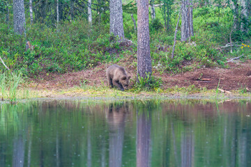 Small brown bear cub (Ursus arctos) in a forest in Finland - selective focus © beataaldridge