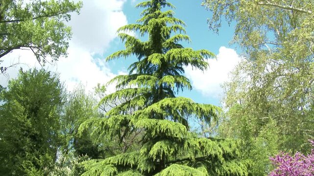 4K Deodar Cedar Cedrus Deodara