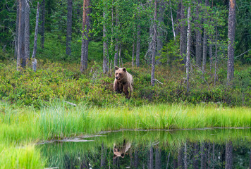 Wild brown bear (Ursus arctos) in a forest in Finland - selective focus © beataaldridge