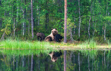 Wild brown bear female with cubs (Ursus arctos) in Finland - selective focus © beataaldridge