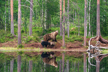 Wild brown bear female with cubs (Ursus arctos) in Finland - selective focus © beataaldridge