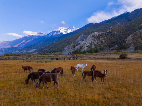Aerial view of a herd of horses grazing in a golden meadow with snow-capped Himalayan mountains in the background under a clear blue sky in Nepal.