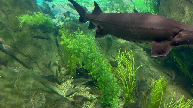 A large sturgeon glides through a vibrant underwater environment, surrounded by various fish and lush aquatic plants, showcasing the dynamic life within a freshwater ecosystem