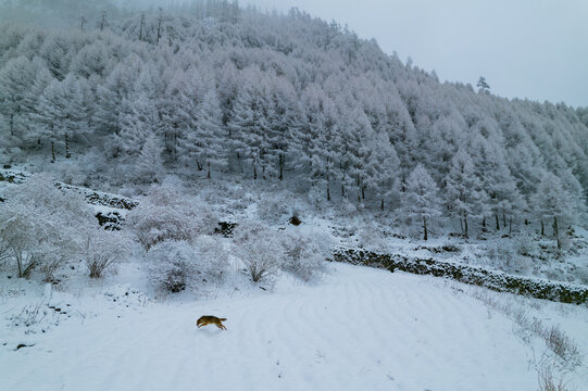Aerial view of a dog running across a snow-covered field with a dense forest and stone wall in the background in Nepal.