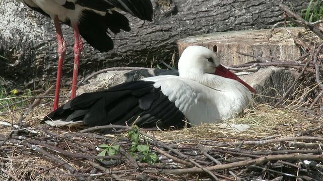 4K European White Stork on her Nest