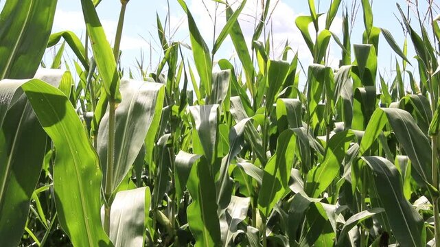 Fresh green maize plants growing in a corn field on a sunny summer day with fertile agricultural farmland