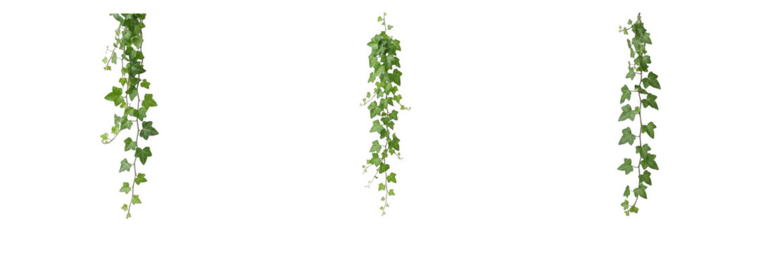 Set of hanging green ivy vines with trailing leaves, cascading climbing plants isolated on white background, botanical interior decor and nature vertical garden PNG graphic design assets