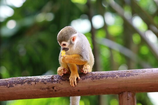 Wild squirrel monkey resting in its natural habitat. Squirrel monkey Saimiri sciureus eating an industrialized corn snack. 