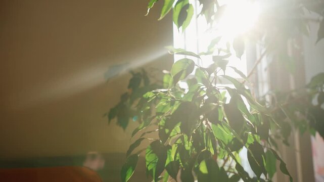 Bright sunlight shining through windowpanes, casting beautiful rays and creating dramatic lens flares on the lush green leaves of an indoor ficus benjamina tree in a warm room