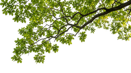 Fototapeta premium Green leafy tree branch with lush foliage on transparent background