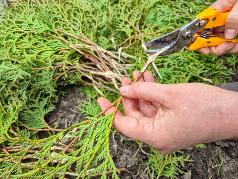 Gardener pruning evergreen branches with yellow handled shears for propagation