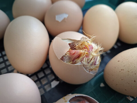 Close-up miracle of life as tiny chicks begin to hatch from their eggs in an incubator. Inside the cracked shells, wet downy feathers and small beaks are visible as the birds struggle to emerge