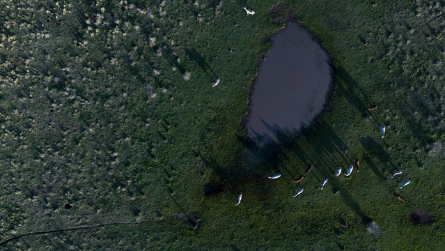 Vista a&eacute;rea de ganado en campo rural de Argentina