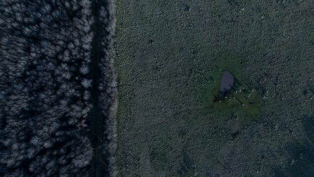 Vista a&eacute;rea de ganado en campo rural de Argentina