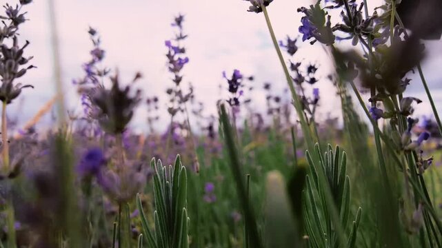 Close-up of purle lavander flowers blooming in Provence, France