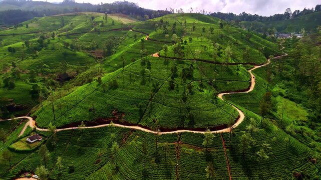 Aerial view of lush green tea plantations with winding dirt roads traversing rolling hills in Sri Lanka.